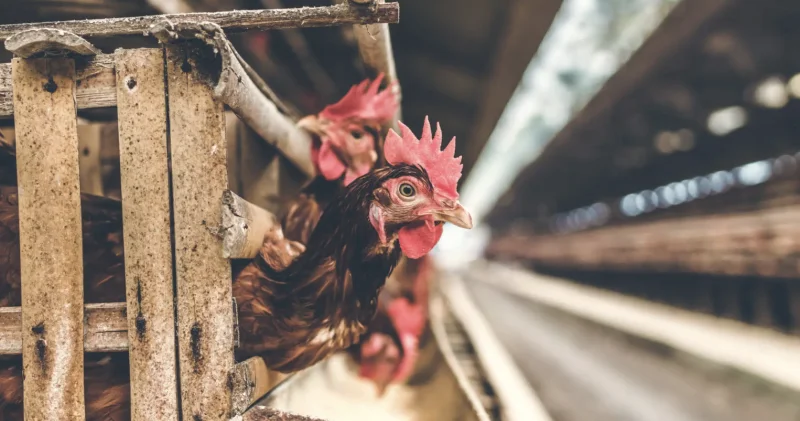 АҚШ та H5N5 құс тұмауы штамынан алғаш рет адам өлімі тіркелді