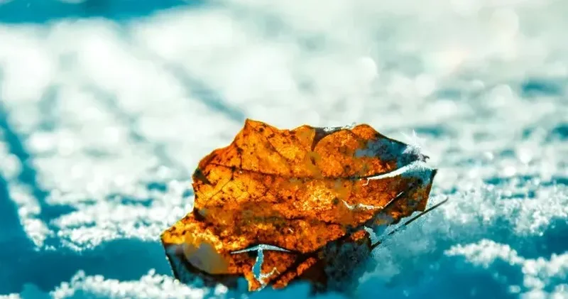 Жауын шашын, тұман, көктайғақ : 24 қарашаға арналған ауа райы болжамы