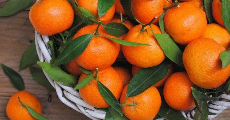 Балаларға екі данадан артық бермеңіз: мандаринді көп тұтыну қауіпті