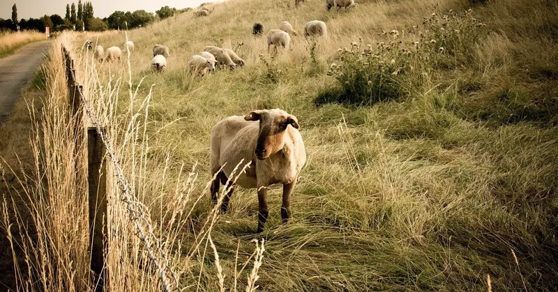 Қостанай облысында ер адам мал іздеймін деп жоғалып кетті