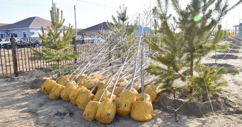В Атырау высажено около 4 тыс. молодых деревьев