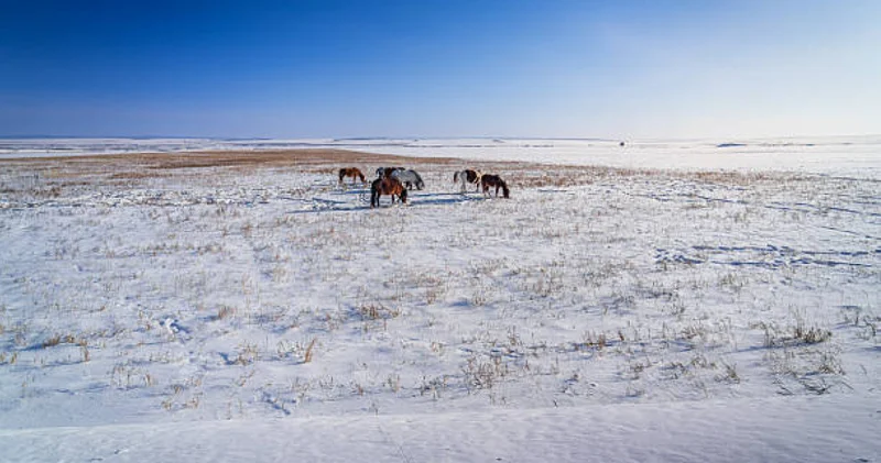 Мал қарауға кеткен : Қарағандыда егде жастағы ер адам жоғалып кетті