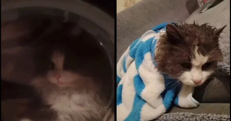 Кір жуғыш машинадағы мысықтың видеосы: оқиғаның мән жайы белгіл болды