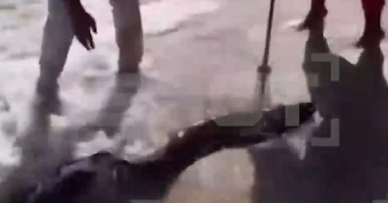 Огромная морская рыба напала на туриста из России прямо на берегу в Египте (видео)