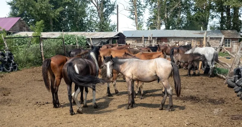 "Аптасына 2 мәрте": Жұманғарин мектеп оқушыларына жылқы етін беруге қатысты түсініктеме берді