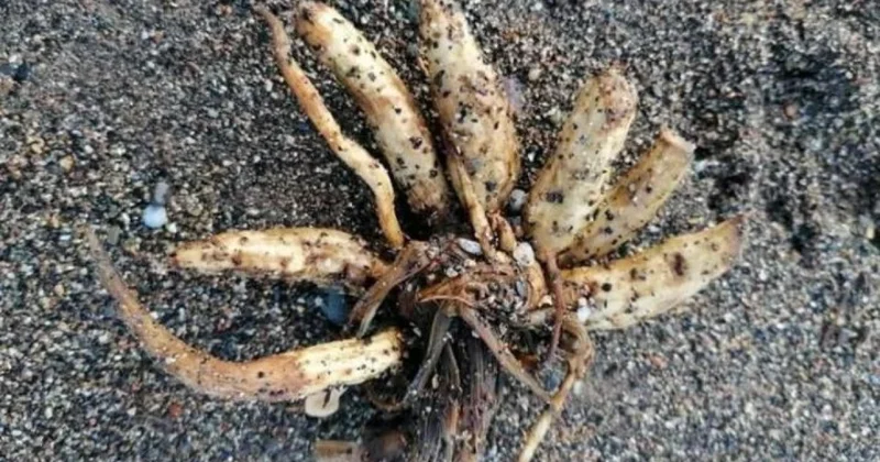 Ядовитые пальцы мертвеца обнаружили на пляже