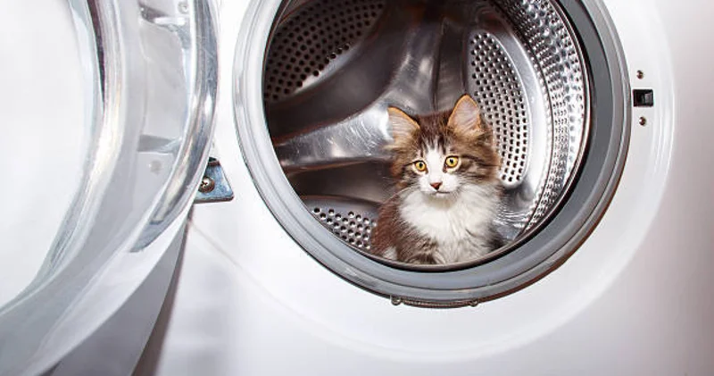 Апта сайын осылай жуамын : мысығын кір жуғыш машинаға салатын әйелдің әрекеті қызу талқыға түсті