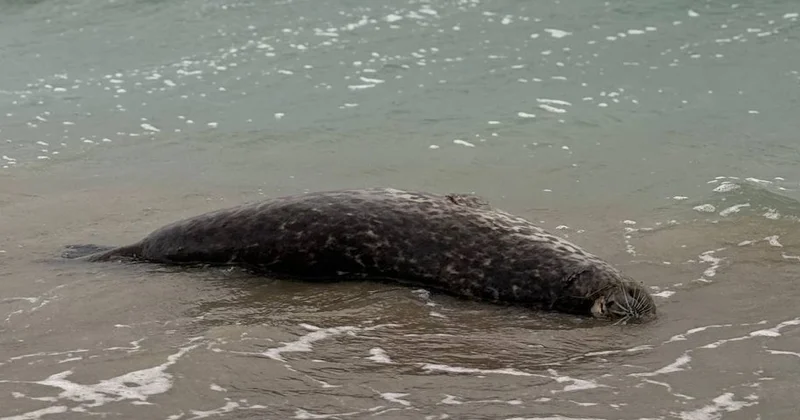 Маңғыстауда Каспий итбалықтарының жаппай қырылуына байланысты ғылыми институт құру жоспарлануда