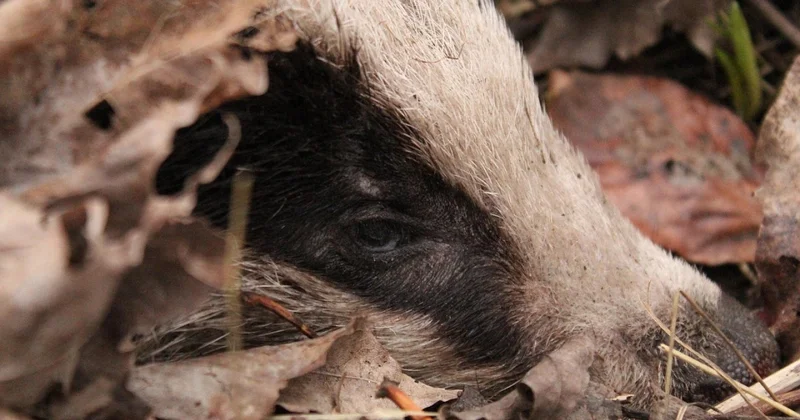 Рабочие убили барсуков в Акмолинской области: полиция возбудила уголовное дело