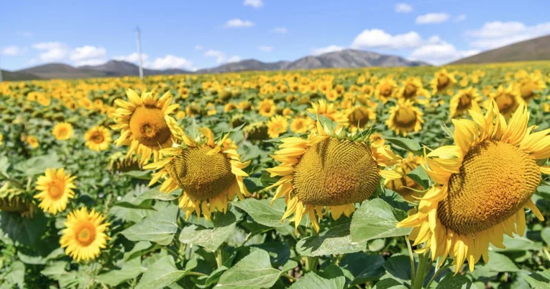 Күнбағыс майының экспорты артты