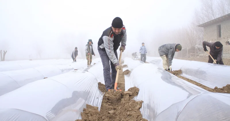 Қаңтарда қызылша мен қырыққабат егеді