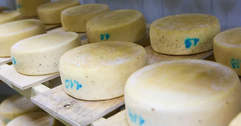 Отандық ірімшіктің сапасы импорттан кем емес Айдарбек Сапаров