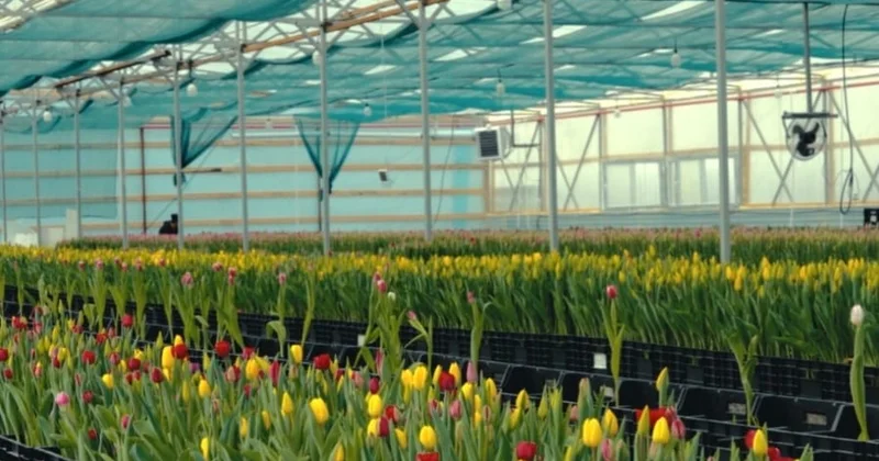 Атырауда қызғалдақ өсіріледі