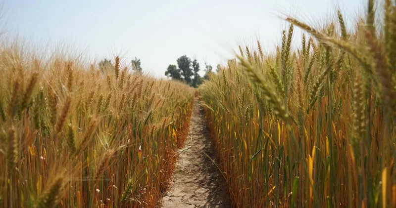 Отход от зерновой зависимости