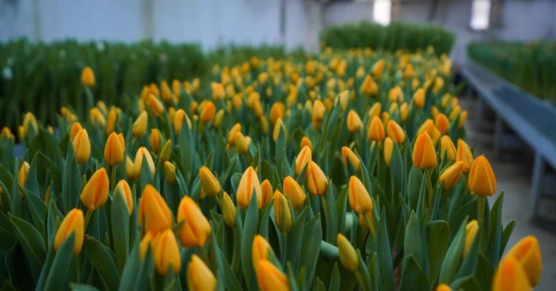 Қызғалдақтар бүр жарды: Түркістандағы үниверситет 7 мың тал гүл өсіріп шығарды