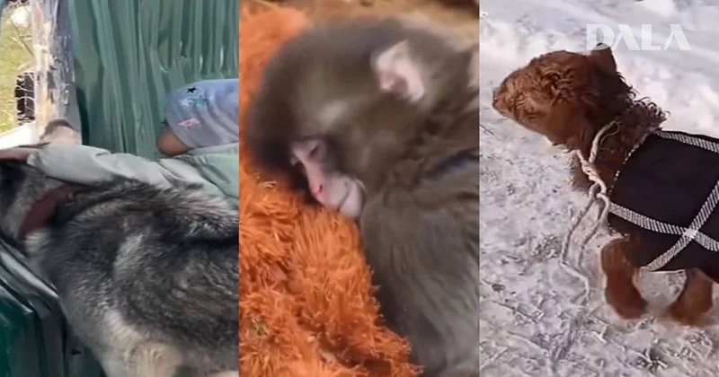 Милые и смешные: как животные и малыши покоряют сердца пользователей соцсетей