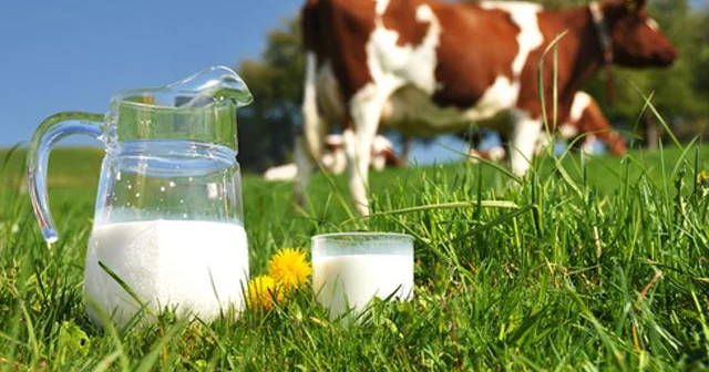 Көкшетауда 152 млн теңге субсидия жымқырған екі азамат сотталды