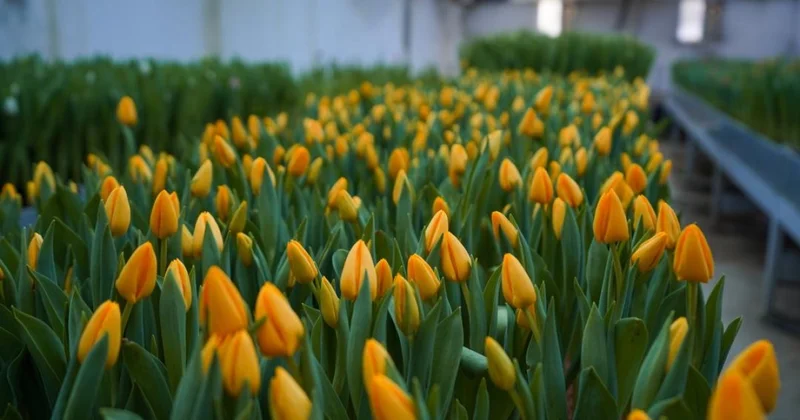 Тюльпаны зацвели в Туркестане