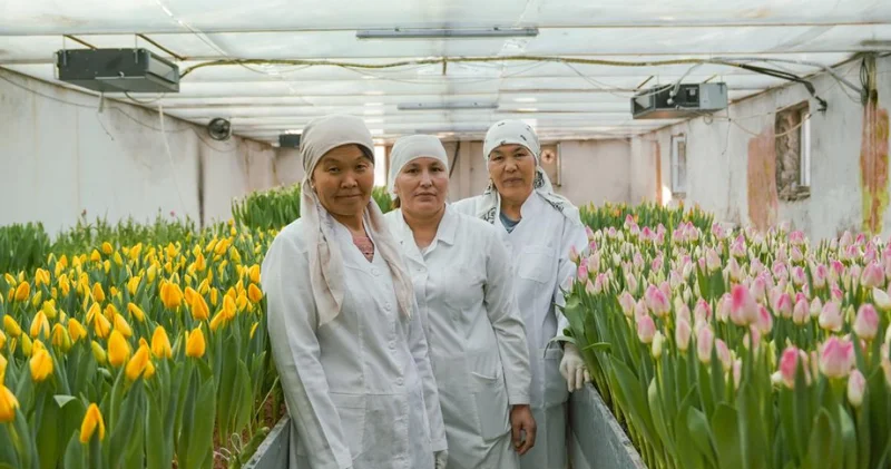 Түркістанда университеттің ботаникалық бағында қызғалдақтар бүр жарды