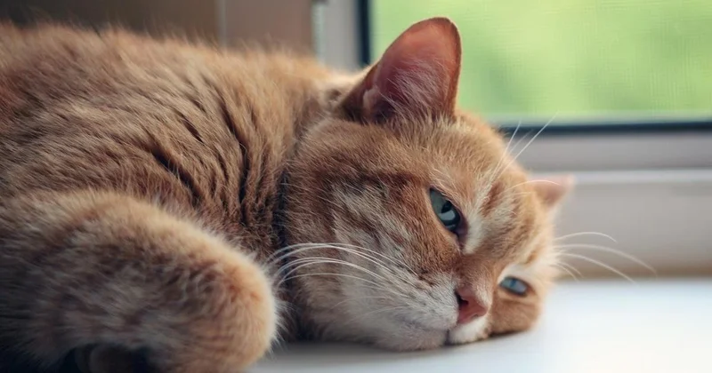 Женщина отдала свою квартиру 16 кошкам в Таразе: ее соседи требуют их выселить (видео)