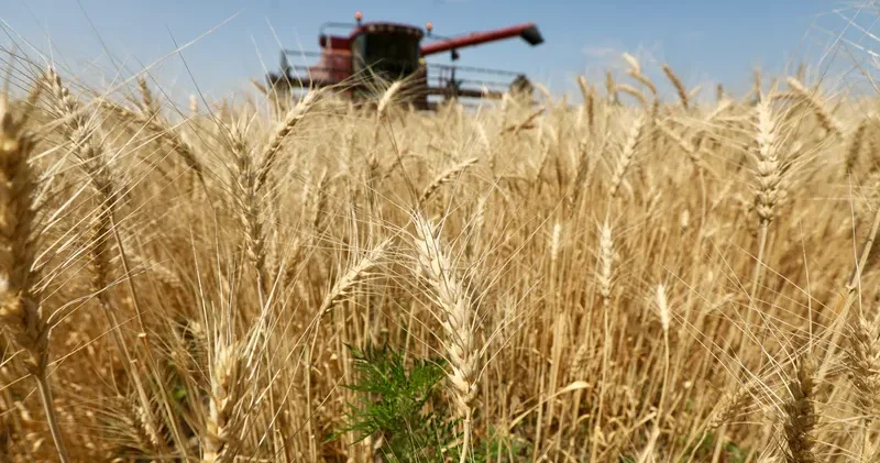 Қазақстанда бидай мен мақта көлемі жеткілікті министр түсіндірді
