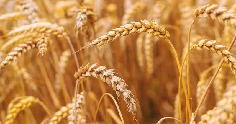 Посевы пшеницы в Казахстане сократят на 125 тысяч га: что будут выращивать вместо неё?