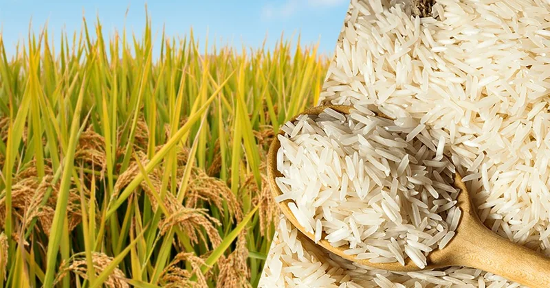 Посевы риса в Кызылординской области уменьшат в пользу менее влагозатратных культур