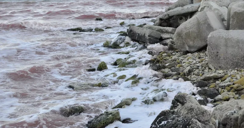 Үкімет Каспийді сақтауға 1,1 млрд теңге бөлді