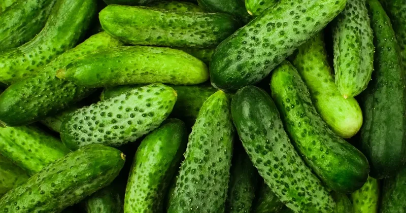 "Недавно сам покупал огурцы за 2300 тенге в магазинах у дома" вице министр сельского хозяйства