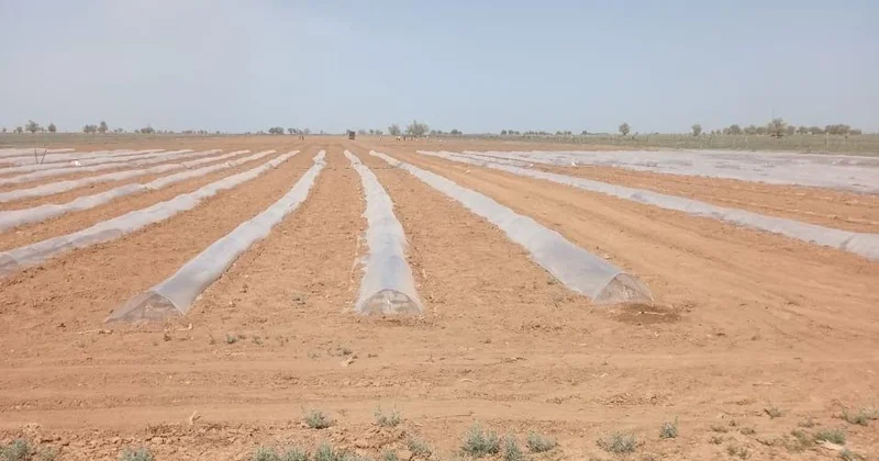 Атырау облысы көктемгі егіске қалай дайындалып жатыр