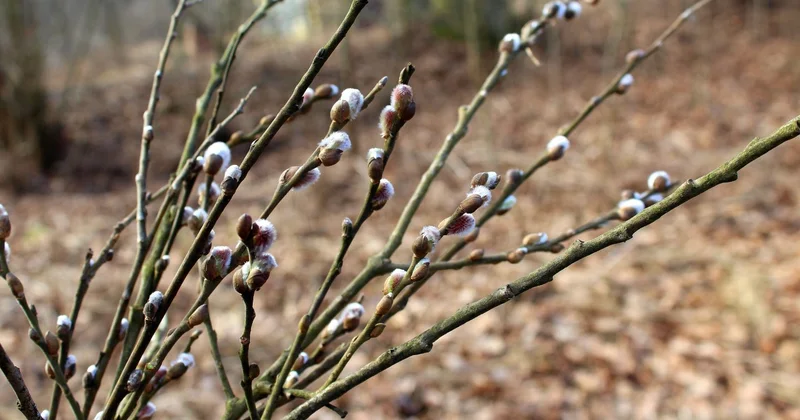 Туманы и дожди: прогноз погоды на 24 марта