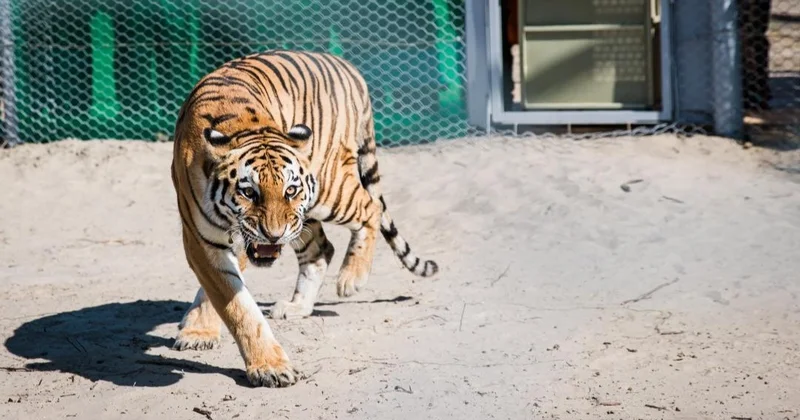 Тұран жолбарысын Қазақстанға қайта жерсіндіру жұмыстары қалай жүріп жатыр