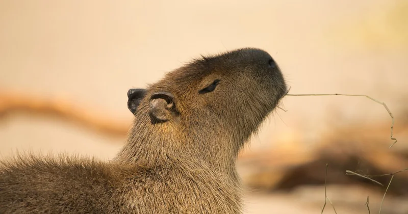 Капибара сбежала из зоопарка в Британии