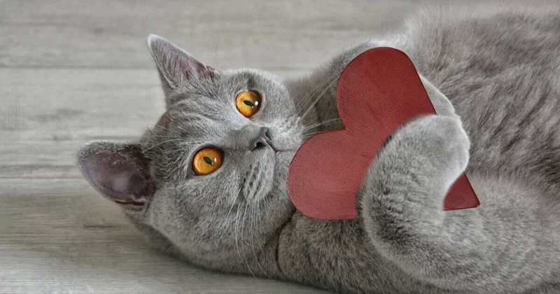 Российские ювелиры начали делать бриллианты из шерсти животных