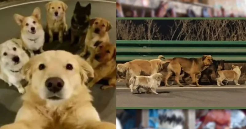 Побег из мясной лавки: история семи собак собрала 230 миллионов просмотров