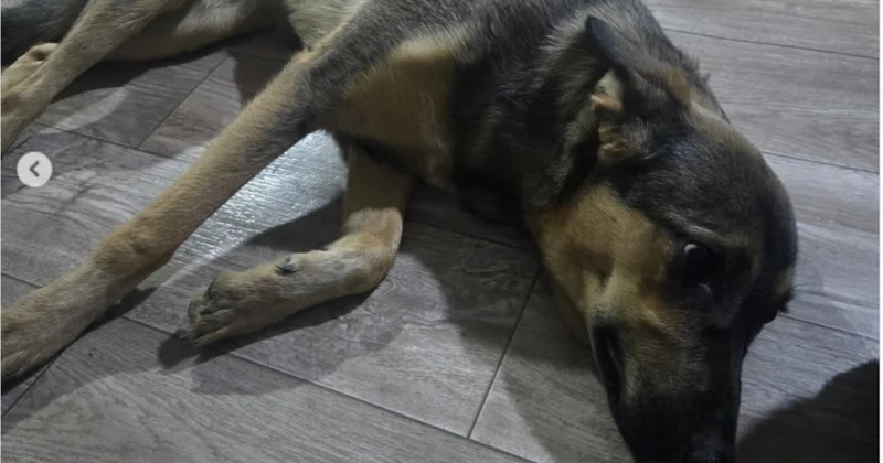 В Риддере собаку выбросили из окна многоэтажки