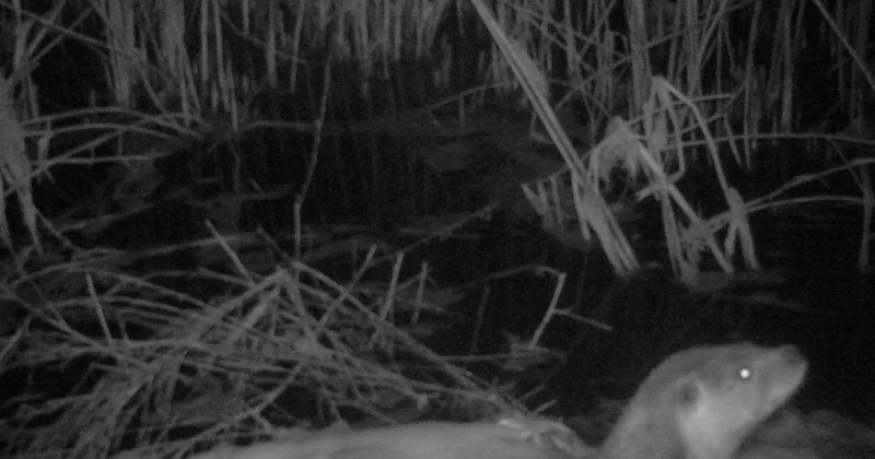 Увидеть выдру большая удача