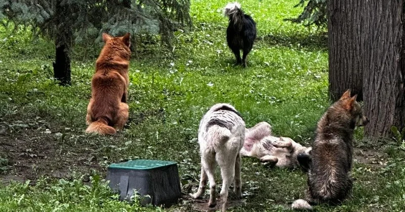 Өскеменде бұралқы ит мәселесі өзектілігін жоймай тұр