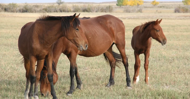 Жамбыл облысында мал ұрлаған екі қылмыстық топ ұсталды