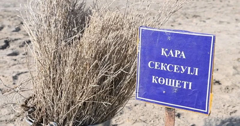Аралдың құрғаған ұлтанына сексеуіл егу жоспары қалай жүзеге асып жатыр