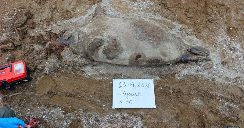 Маңғыстауда Құлалы аралынан 40 қа тарта итбалықтың өлексесі табылды