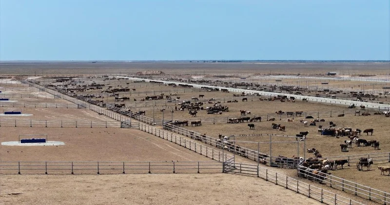 Қазақстанда ірі бордақылау кешені салынып жатыр: экспорт географиясы кеңейеді