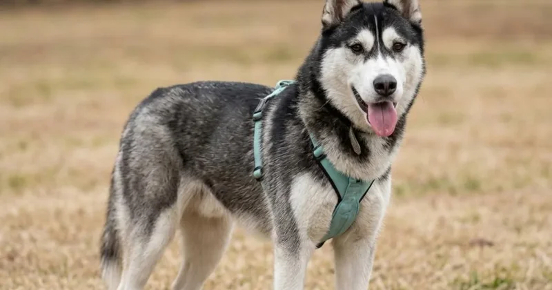 Трое парней спасли жизнь тонущей собаке в Алматы