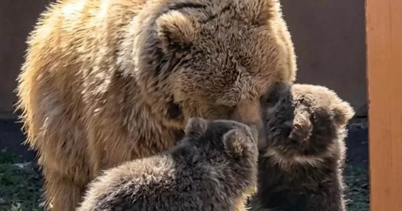 Тянь шаньским медвежатам Алматинского зоопарка дали имена