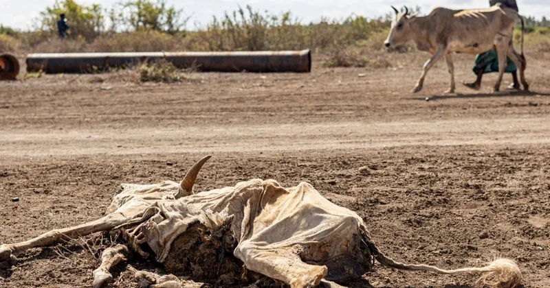 Суданда миллиондаған адам аштықтың зардабын тартып отыр