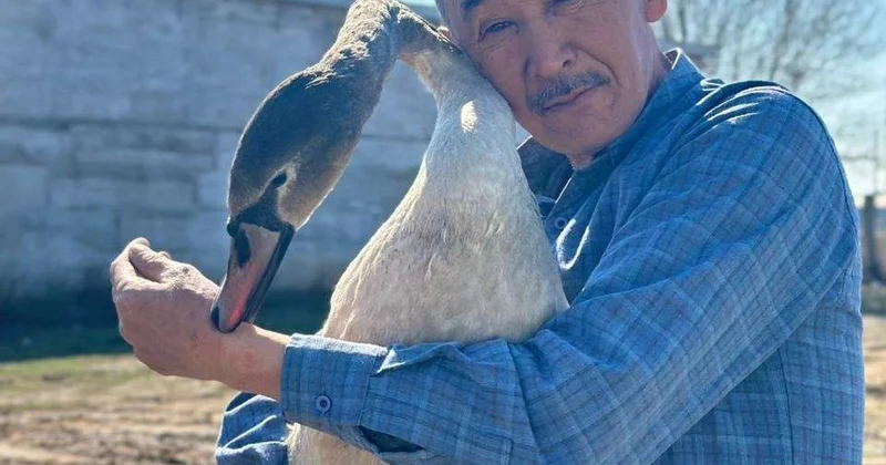 Спас человек лебедя