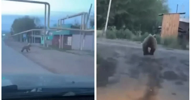 Қазақстандықтардан Жетісу облысындағы аюды іздеуге қатысты болжам жасамауды сұрайды