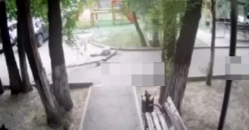 Ветка рухнула прямо на голову девушки в Жетысу (ВИДЕО)