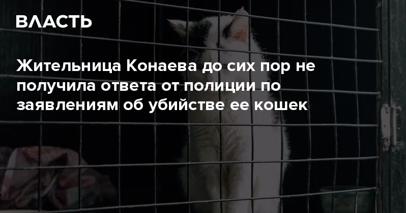 Жительница Конаева до сих пор не получила ответа от полиции по заявлениям об убийстве ее кошек Аналитический интернет журнал Власть
