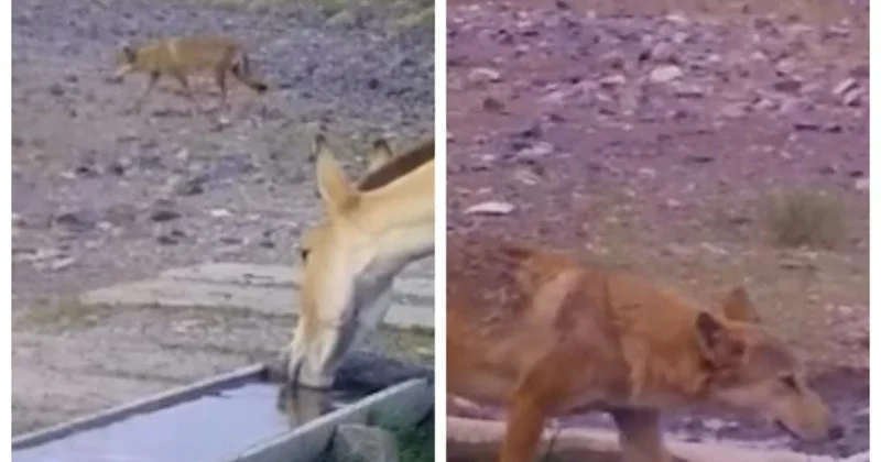 Фотоловушка запечатлела встречу волка и куланов у водопоя в Алтын Эмеле